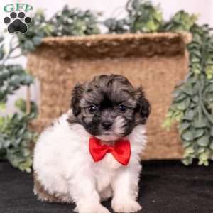 Mickey, Teddy Bear Puppy